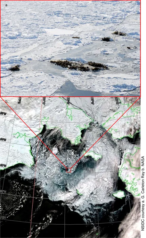 The top figure shows Pacific walrus on floes. The bottom figure is a MODIS image of the Bering Sea pack at the same time. The red box indicates the location of the walrus groups shown above.