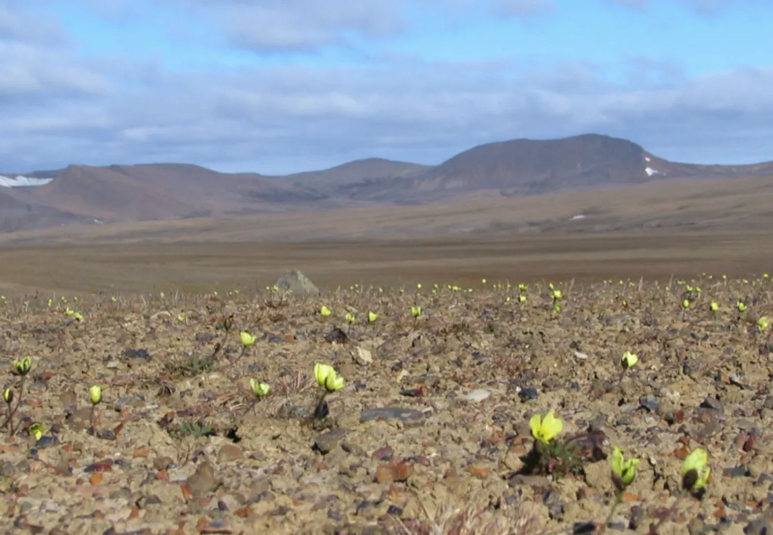 Yellow flowers (Papaver dahlianum), typical of the high Arctic subzone A, dot the tundra on Ellef Ringnes Island in Nunuvut, Canada.