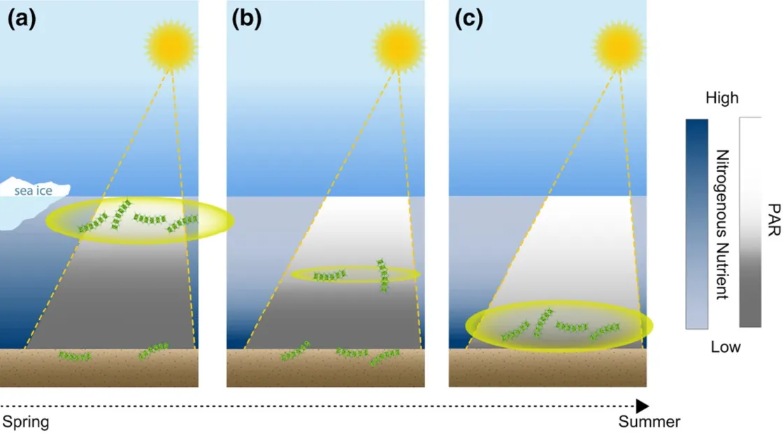 Conceptual models show how the sun stimulates plankton grown at, near the surface, and on the sea floor.