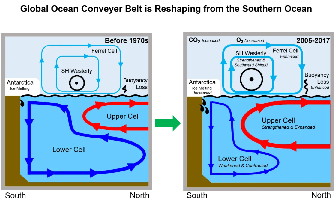 Schematic diagram of the Southern Ocean portion of the global ocean circulation shows the changes in the recent decades, on the right, relative to the earlier pattern, on the left.