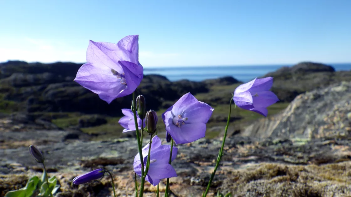 arctic harebell