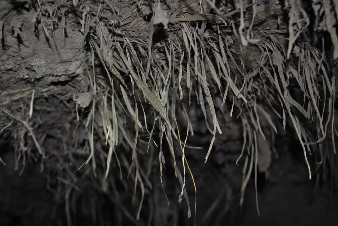 thousands of years old grass frozen in permafrost 