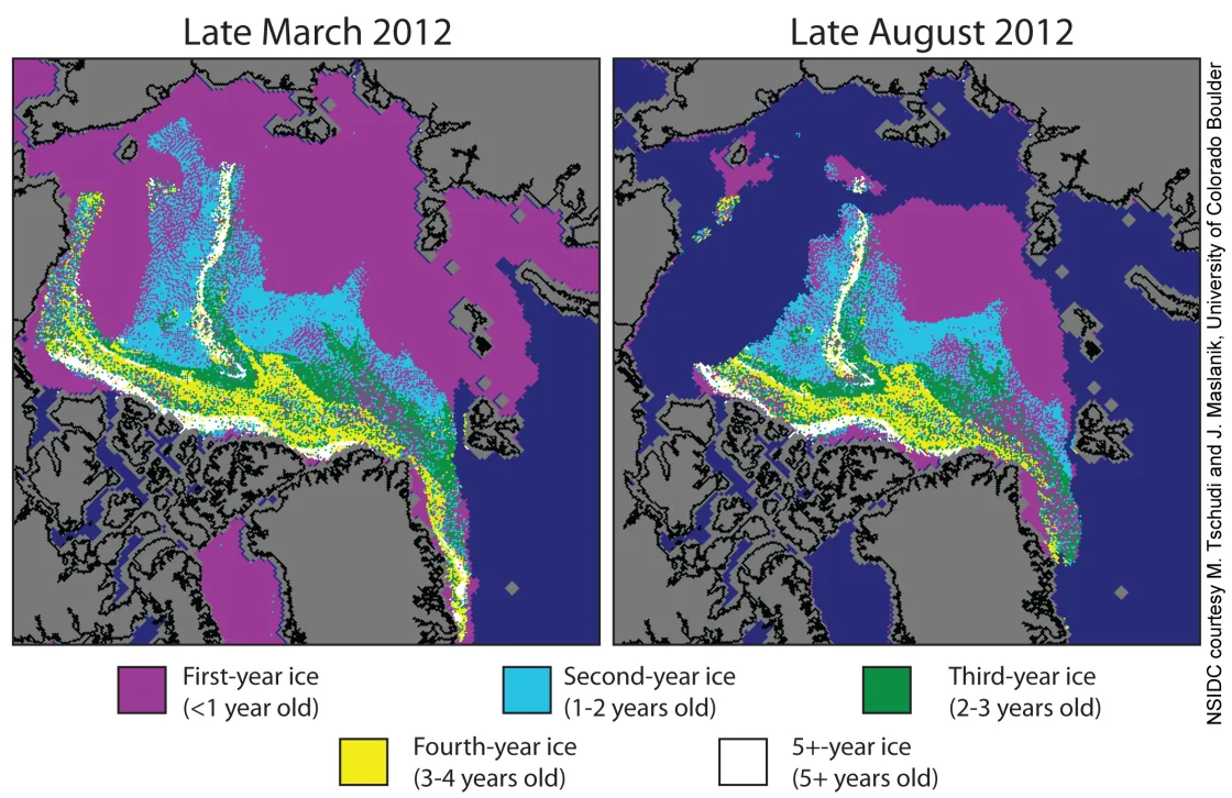 These images from March 2012 (left) and August 2012 (right) show the age of the ice cover in spring and at the end of summer. Much of the Arctic ice cover now consists of first-year ice (shown in purple), which tends to melt rapidly in summer’s warmth. However, the oldest ice, that had survived five or more summers (shown in white), declined by 51%.