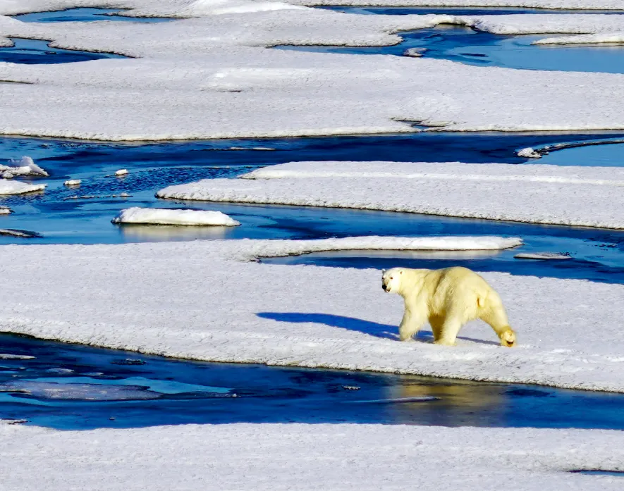 Photograph of polar bear.