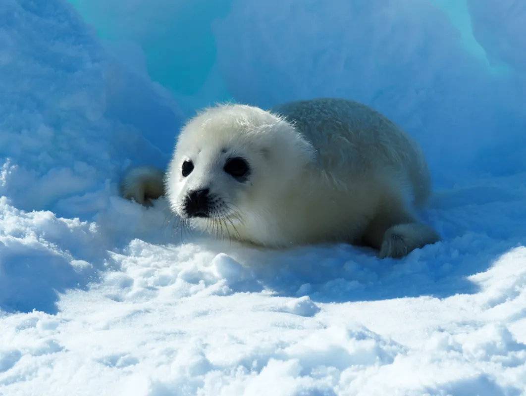 Image of harp seal pup resting on ice.