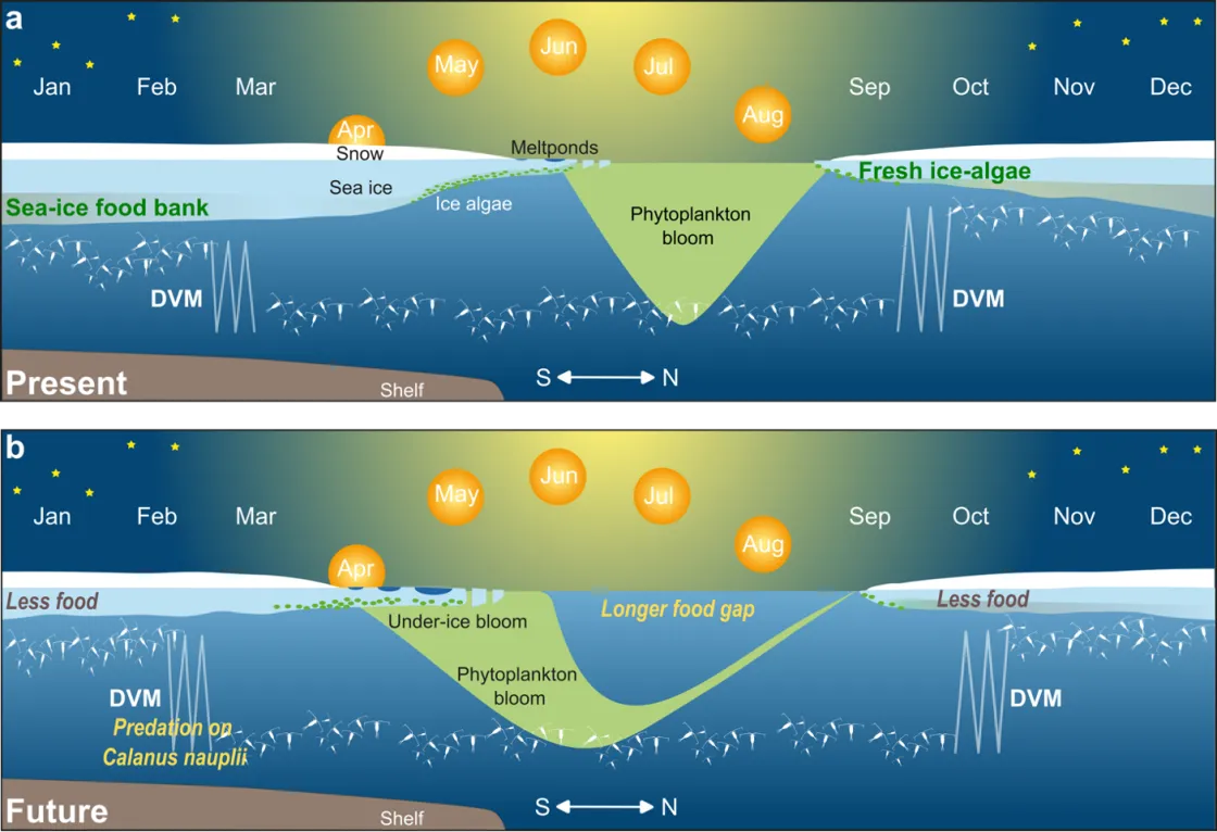  the current seasonal cycle in the diel vertical migration (DVM), also known as diurnal vertical migration of zooplankton and its links to sunlight. a possible future scenario of the impact of earlier spring light penetration and later autumn freeze up on the DVM within the surface layer, up to 50 meters (164 feet) of the Arctic Ocean. This assumes a ‘business-as-usual’ (SSP5-8.5) emission scenario.