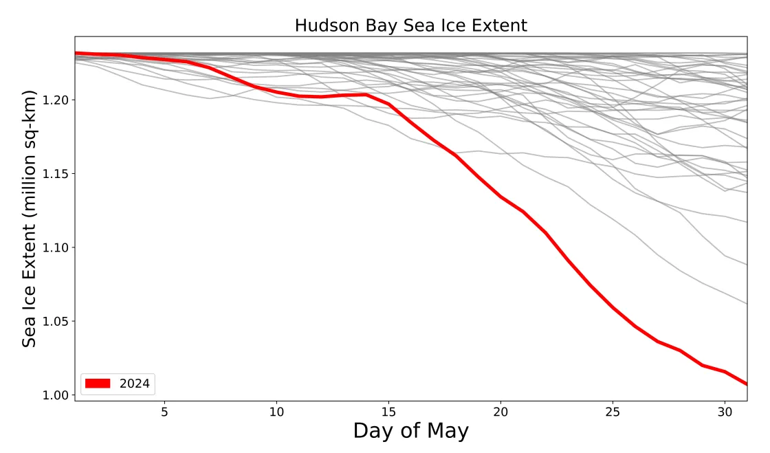 This graph shows sea ice extent in Hudson Bay for May 2024 in red and all previous years in grey since 1979, when the satellite record began.