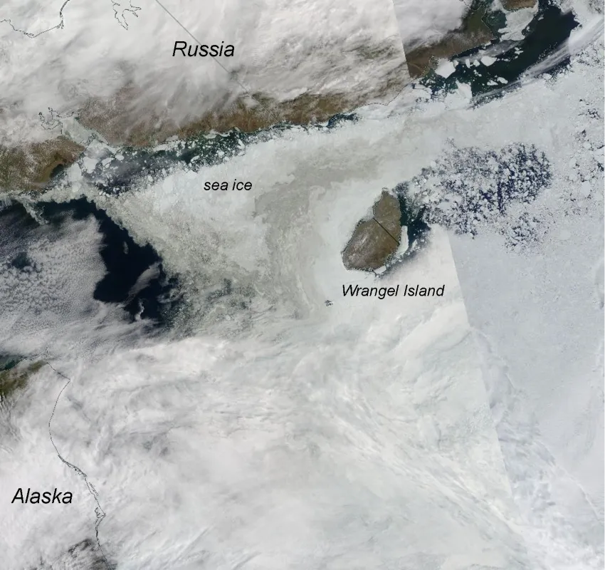 This true color composite image from the NASA Moderate Resolution Imaging Spectroradiometer (MODIS) shows the compact sea ice between Wrangel Island and Russia on July 7, 2024.