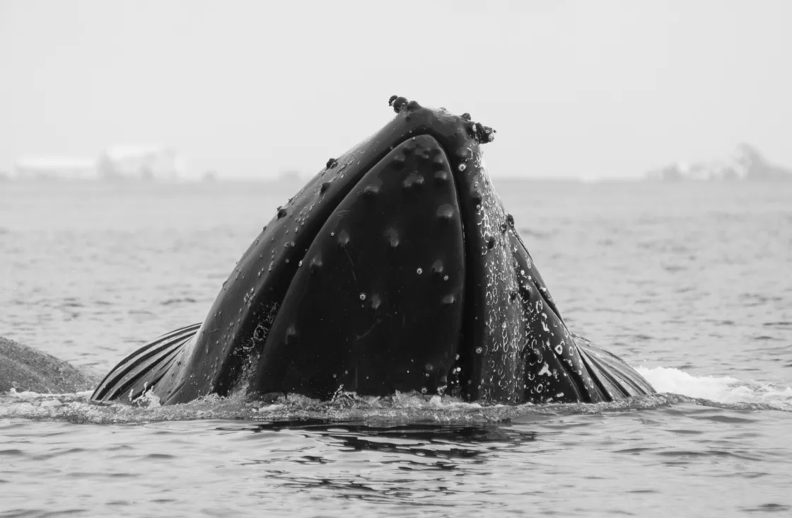 Humpback whale comes up for air