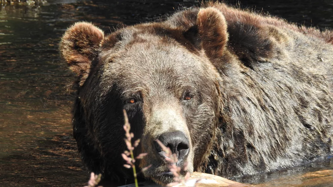 photo of grizzly bear in water