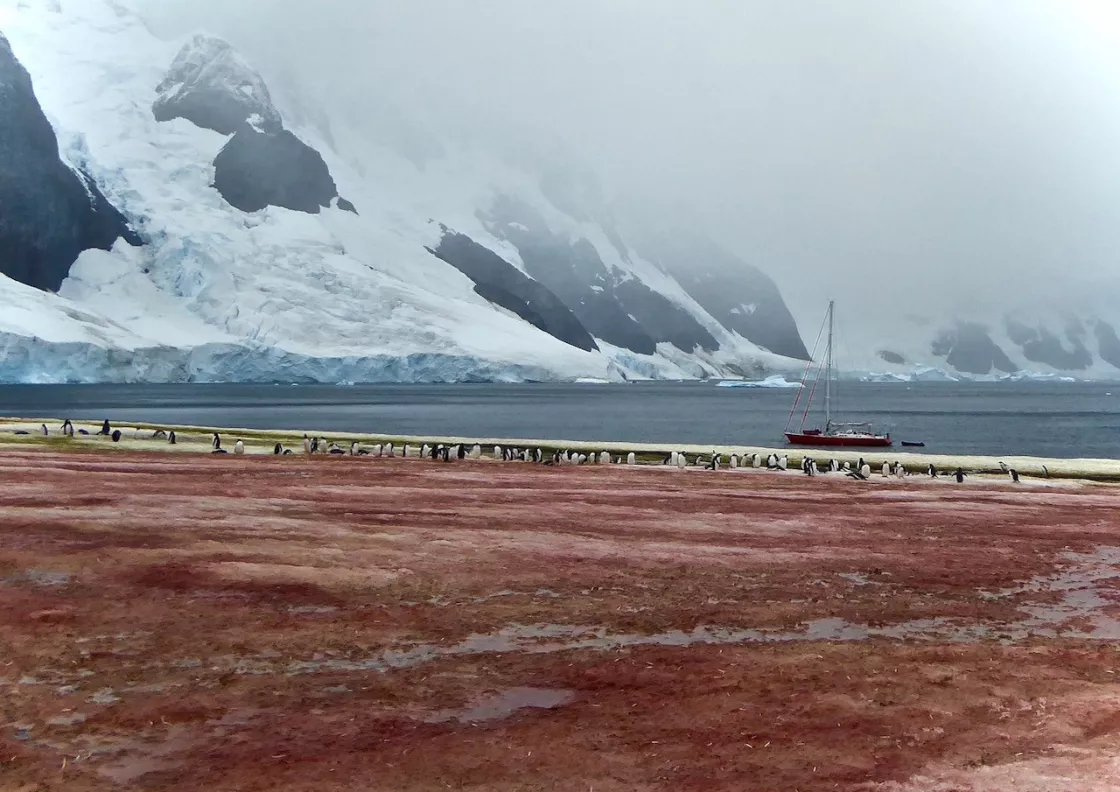 New research led by NSIDC scientist Alia Khan shows that red and green algae growth leads to significant snowmelt in the Antarctic Peninsula region. Image credit: Bob Gilmore. 