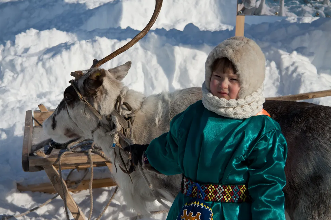 Child stands with a harnessed reindeer