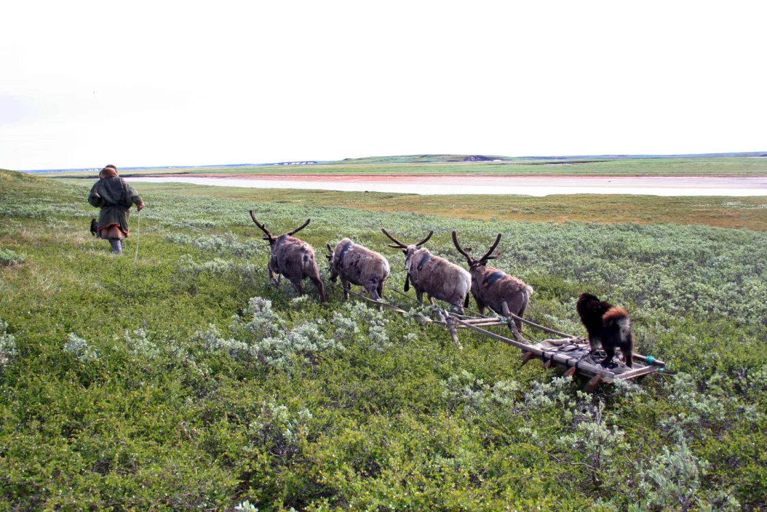 A reindeer herder on the Yamal peninsula