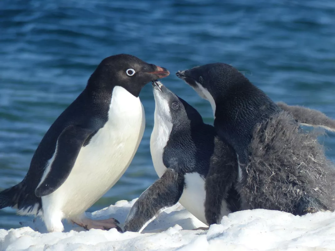 An adult Adélie penguin feeds two young penguins, whose fluffy down has only partially been replaced by adult feathers.