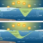  the current seasonal cycle in the diel vertical migration (DVM), also known as diurnal vertical migration of zooplankton and its links to sunlight. a possible future scenario of the impact of earlier spring light penetration and later autumn freeze up on the DVM within the surface layer, up to 50 meters (164 feet) of the Arctic Ocean. This assumes a ‘business-as-usual’ (SSP5-8.5) emission scenario.