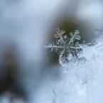 Snowflake in snowpack