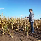 farmer stands amid devastated corn