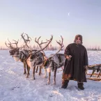 Reindeer herder in Siberia