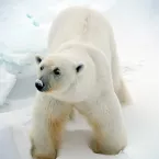 A polar bear approaches the German research vessel Polarstern while on its yearlong Multidisciplinary drifting Observatory for the Study of Arctic Climate (MOSAiC) expedition. Credit: Julienne Stroeve, NSIDC