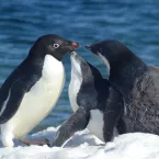 An adult Adélie penguin feeds two young penguins, whose fluffy down has only partially been replaced by adult feathers.