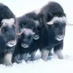 three-muskoxen-animals_3